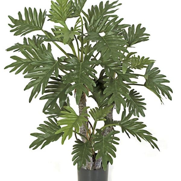 40'' IFR Selloum Philodendron Pot Green AU