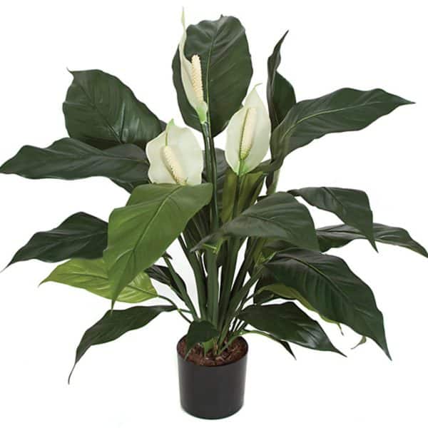 29'' Spathiphyllum Pot Green/White AU