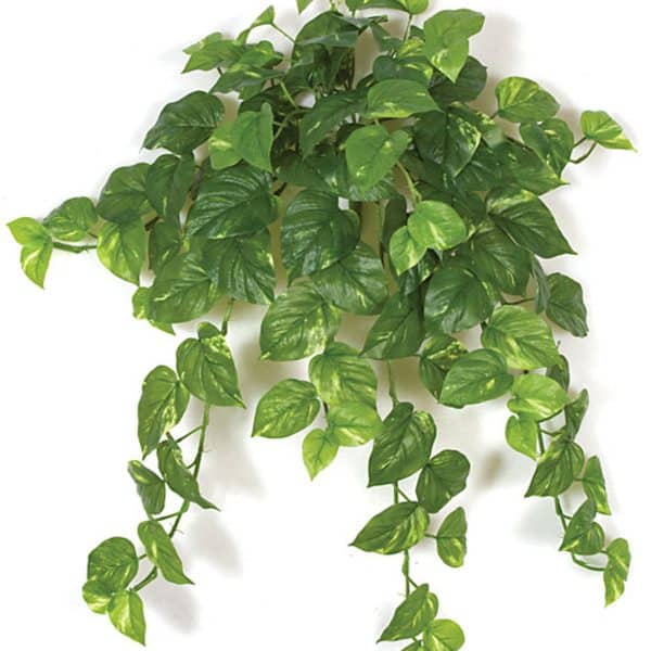 30'' Pothos Bush Green AU