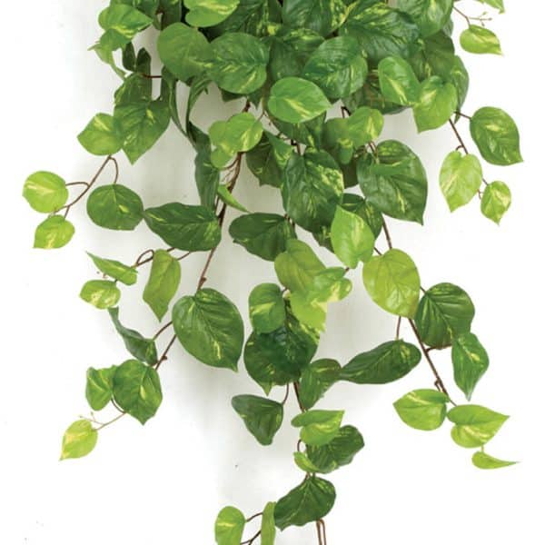 48'' Pothos Bush Green AU