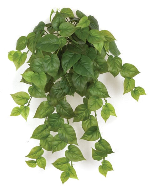 30'' Philodendron Bush Green AU