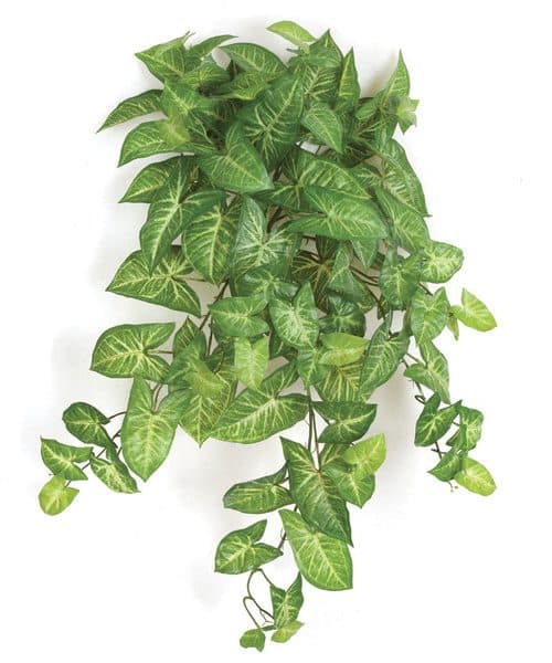 32'' Syngonium Bush Green AU