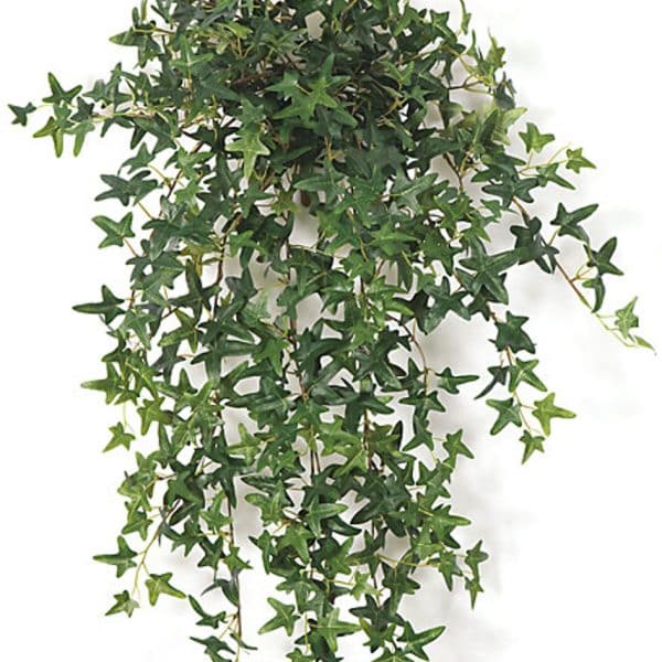 30'' English Ivy Bush Green AU