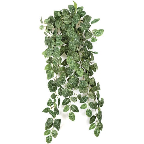 31'' Fittonia Bush Green/White AU