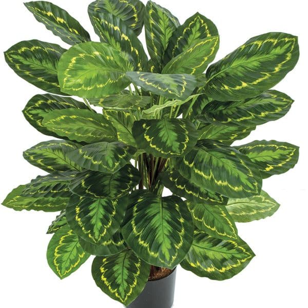 36'' FR Calathea Roseopicta Pot Green AU