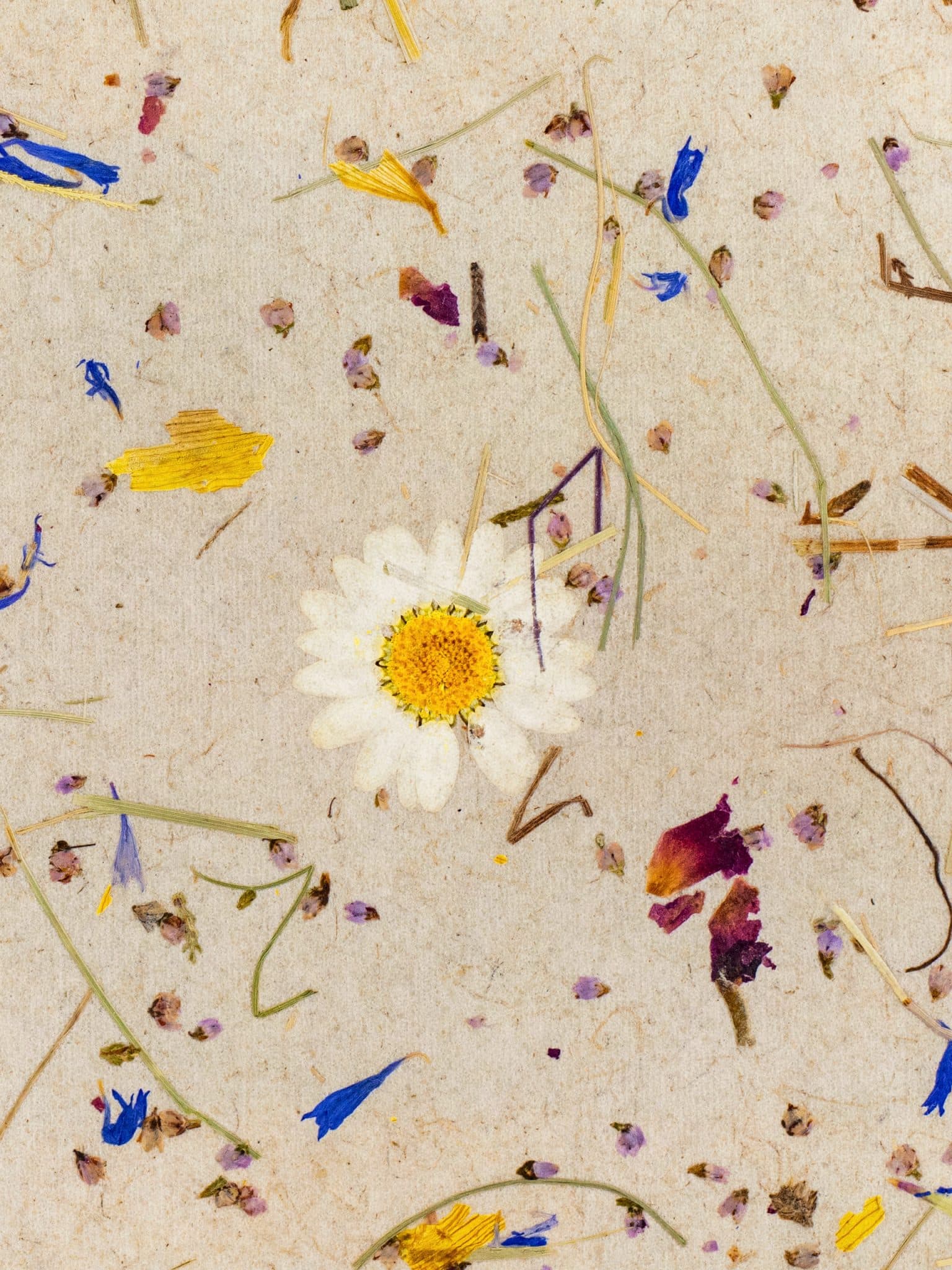 Alpine_Meadow_Light.jpg