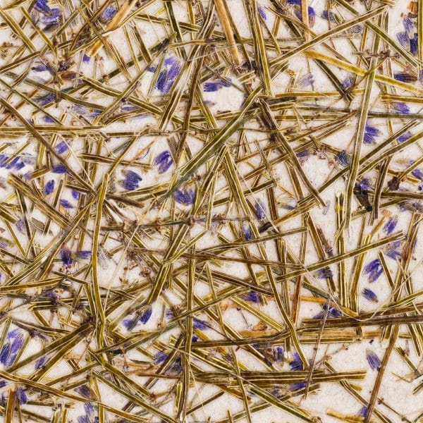PapierFlora - LAVENDER medium (ln.ft)