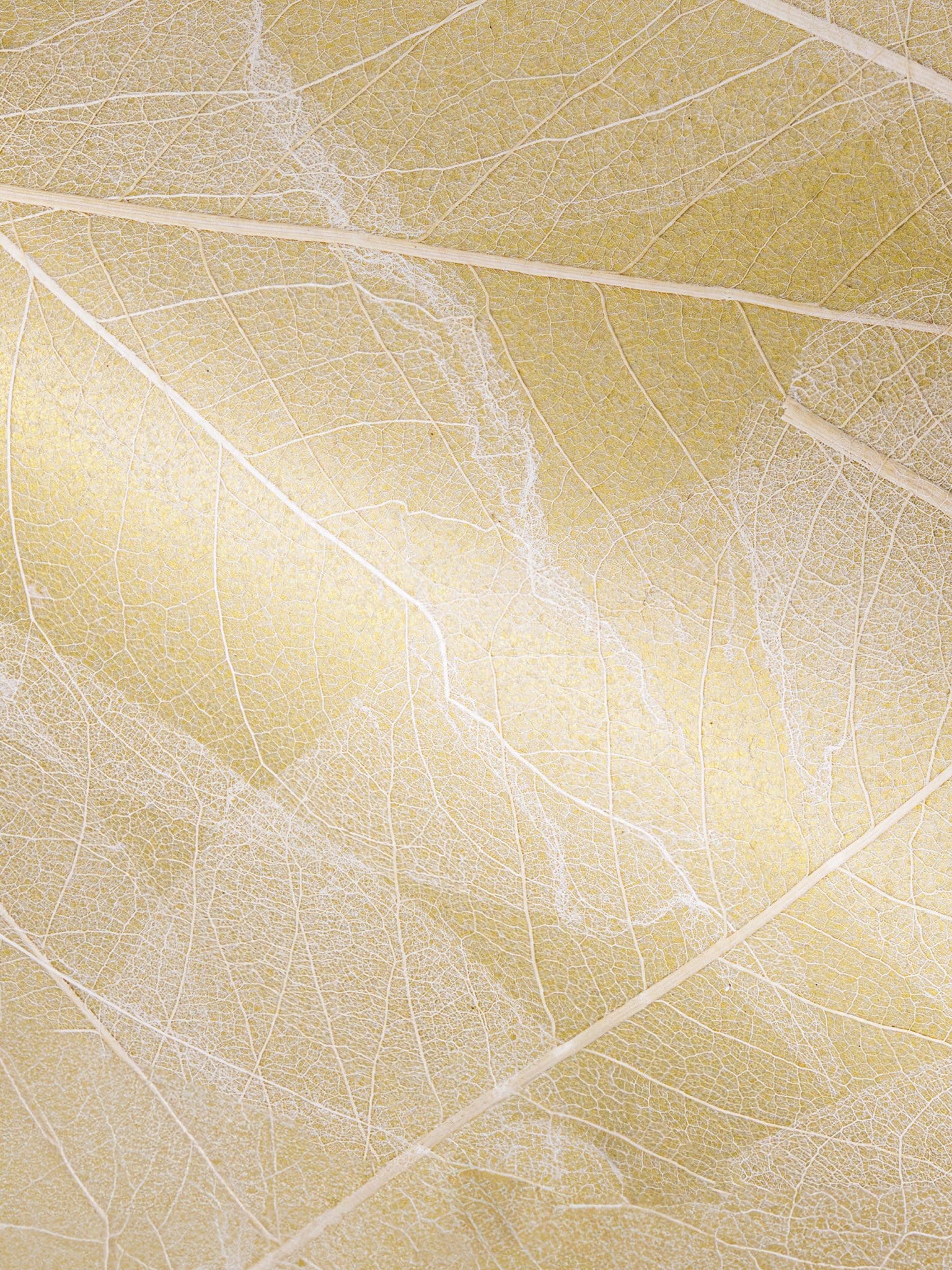 Skeleton_Leaves_Gold.jpg