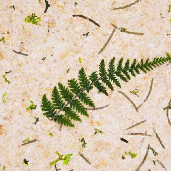 PapierFlora - STONE PINE FOREST (ln.ft)