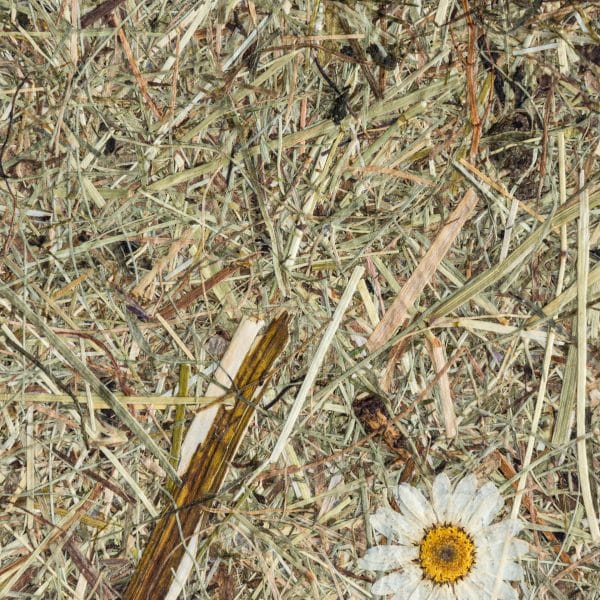PapierFlora - WILDSPITZE DAISIES (ln.ft)