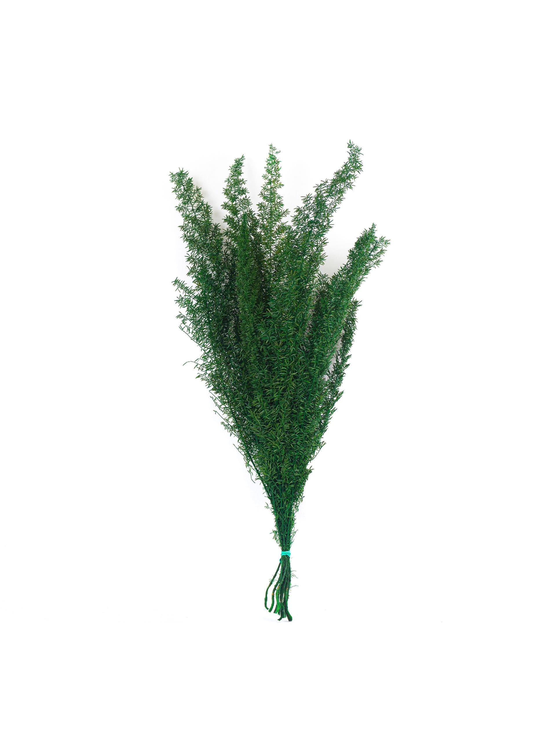 Asparagus20Foxtail20Green20NI20Bunch-scaled-1.jpg