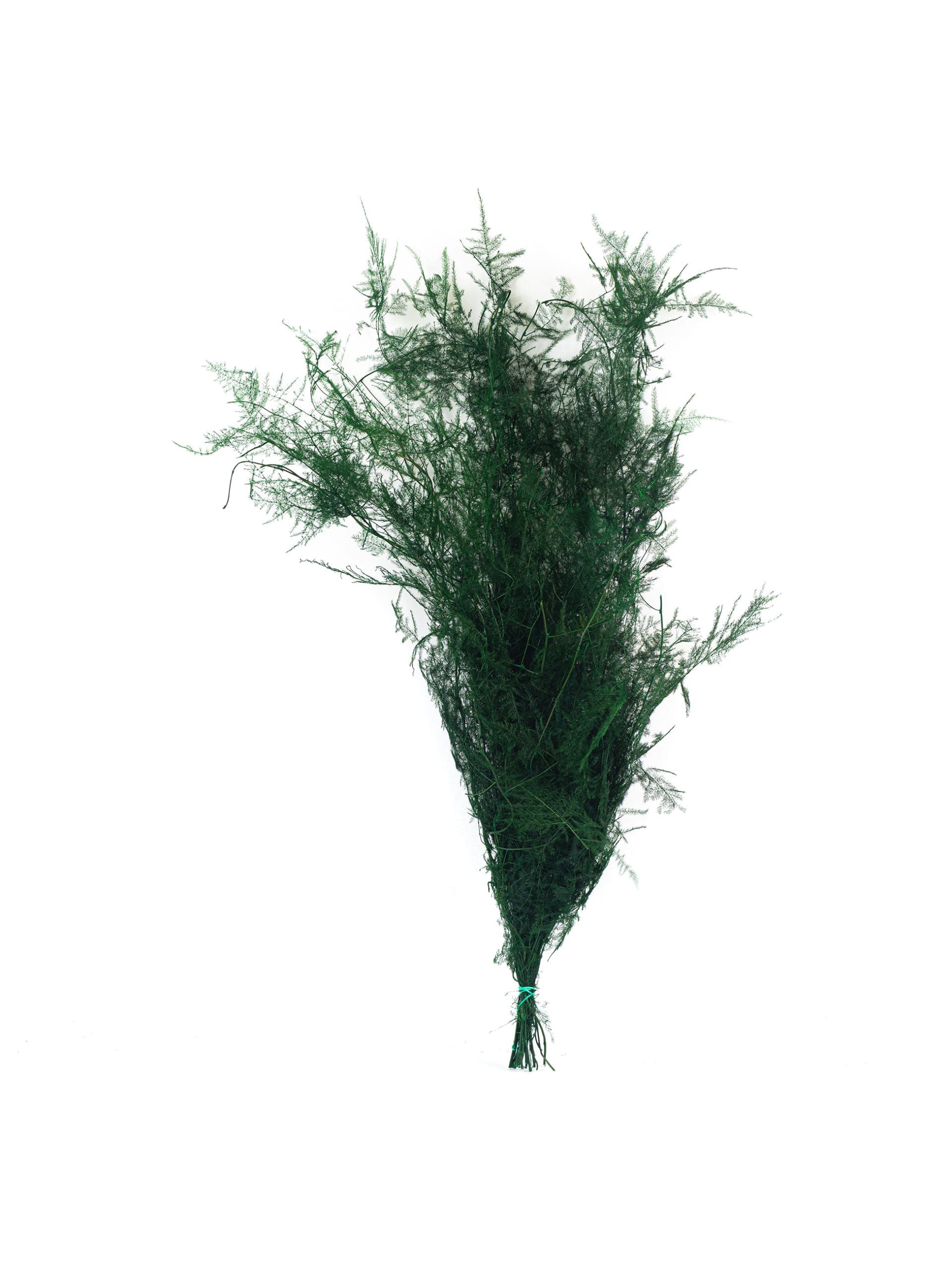 Asparagus20Plumosus20Green20NI20Bunch-scaled-1.jpg