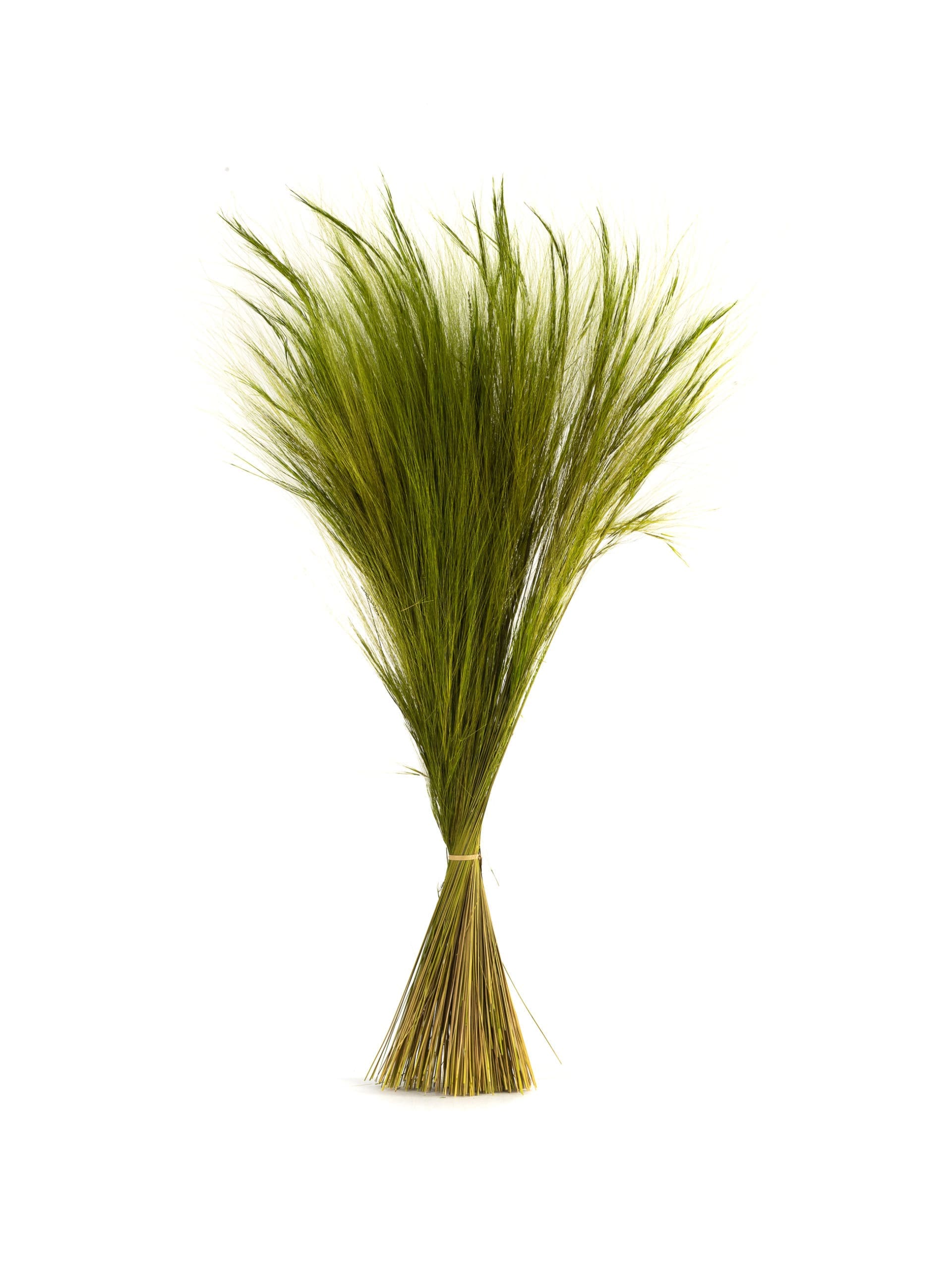 Barba20Light20Green20NI20Bunch-scaled-1.jpg