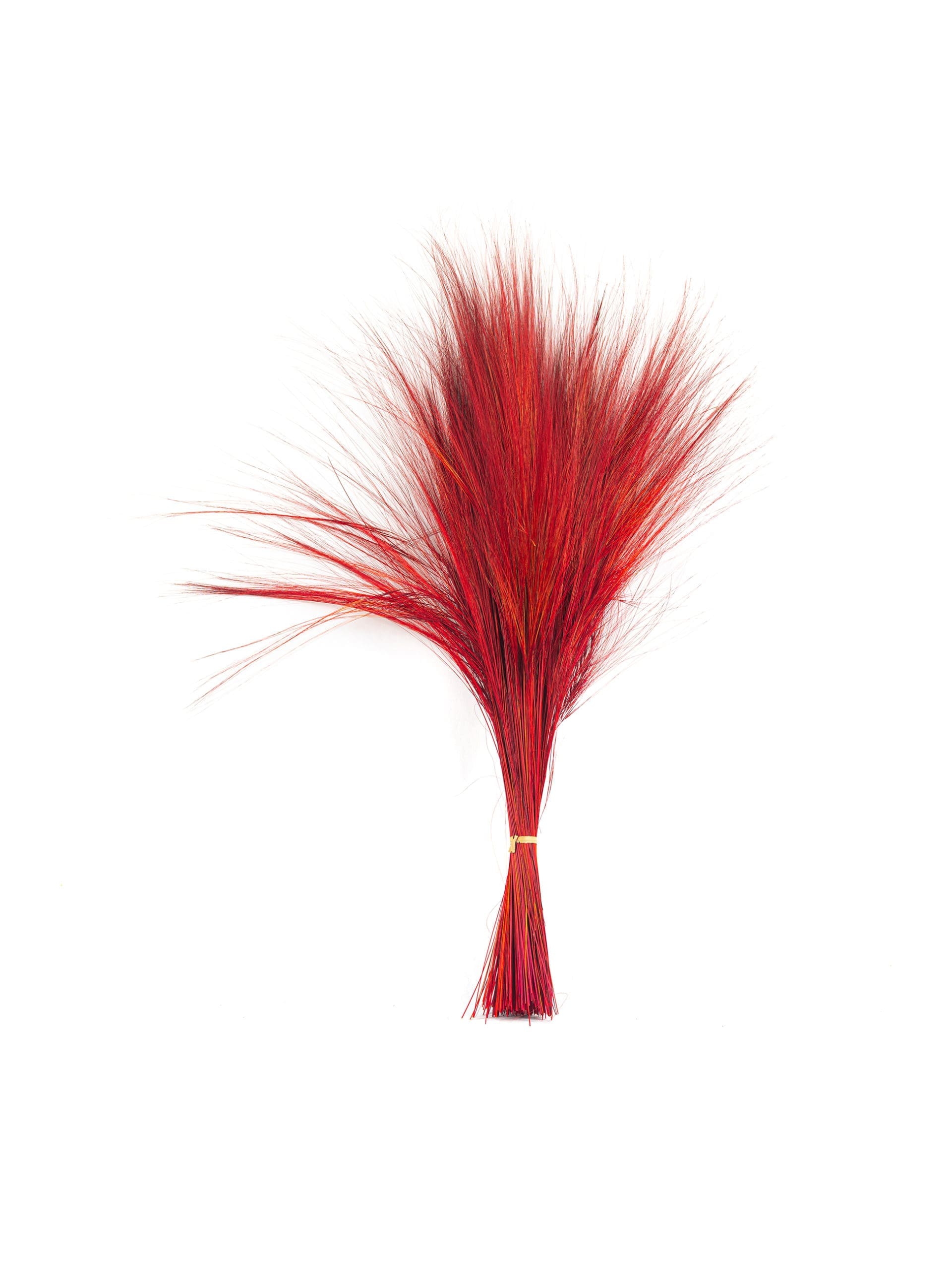 Barba20Red20NI20Bunch-scaled-1.jpg