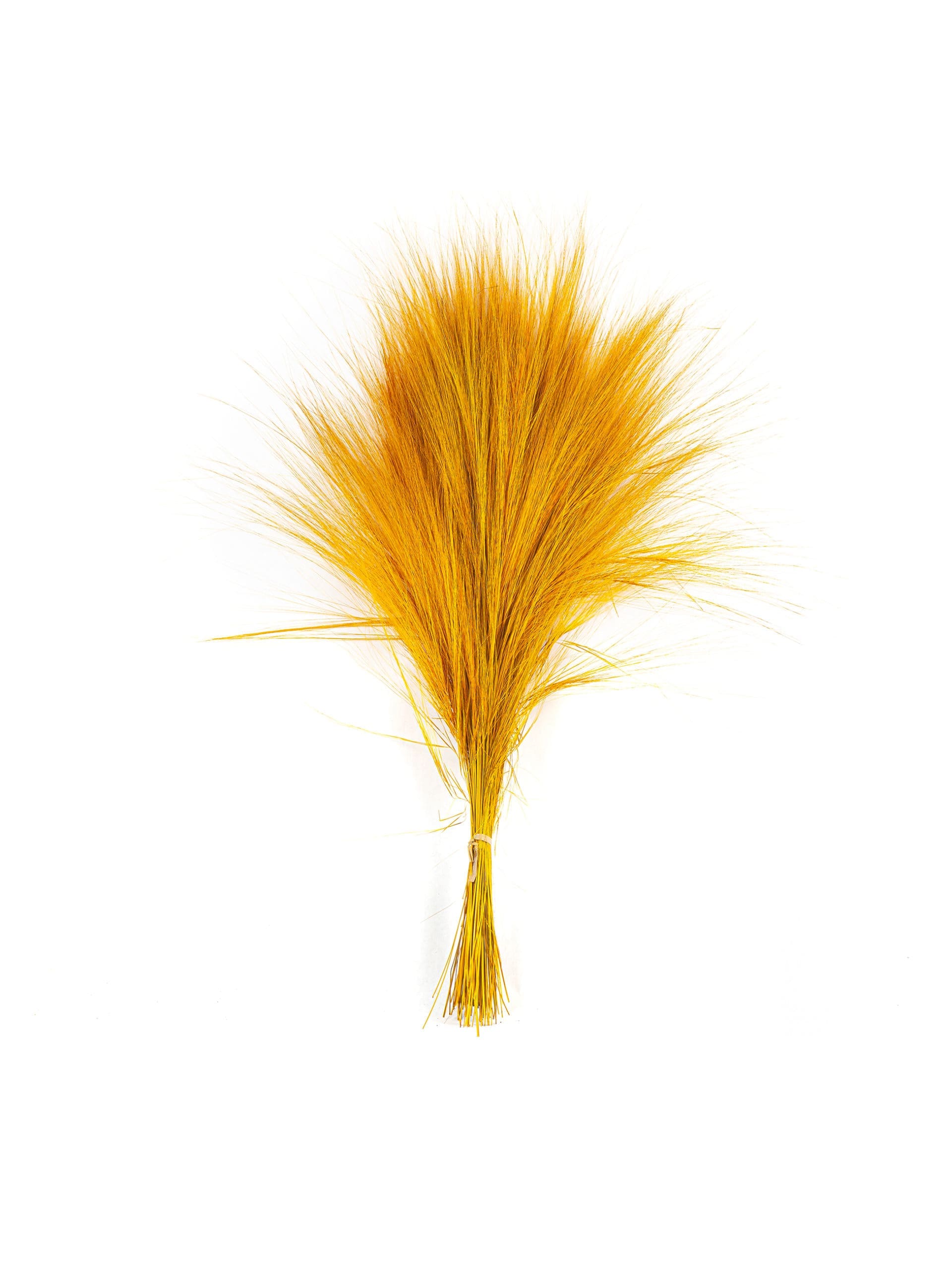 Barba20Yellow20NI20Bunch-scaled-1.jpg