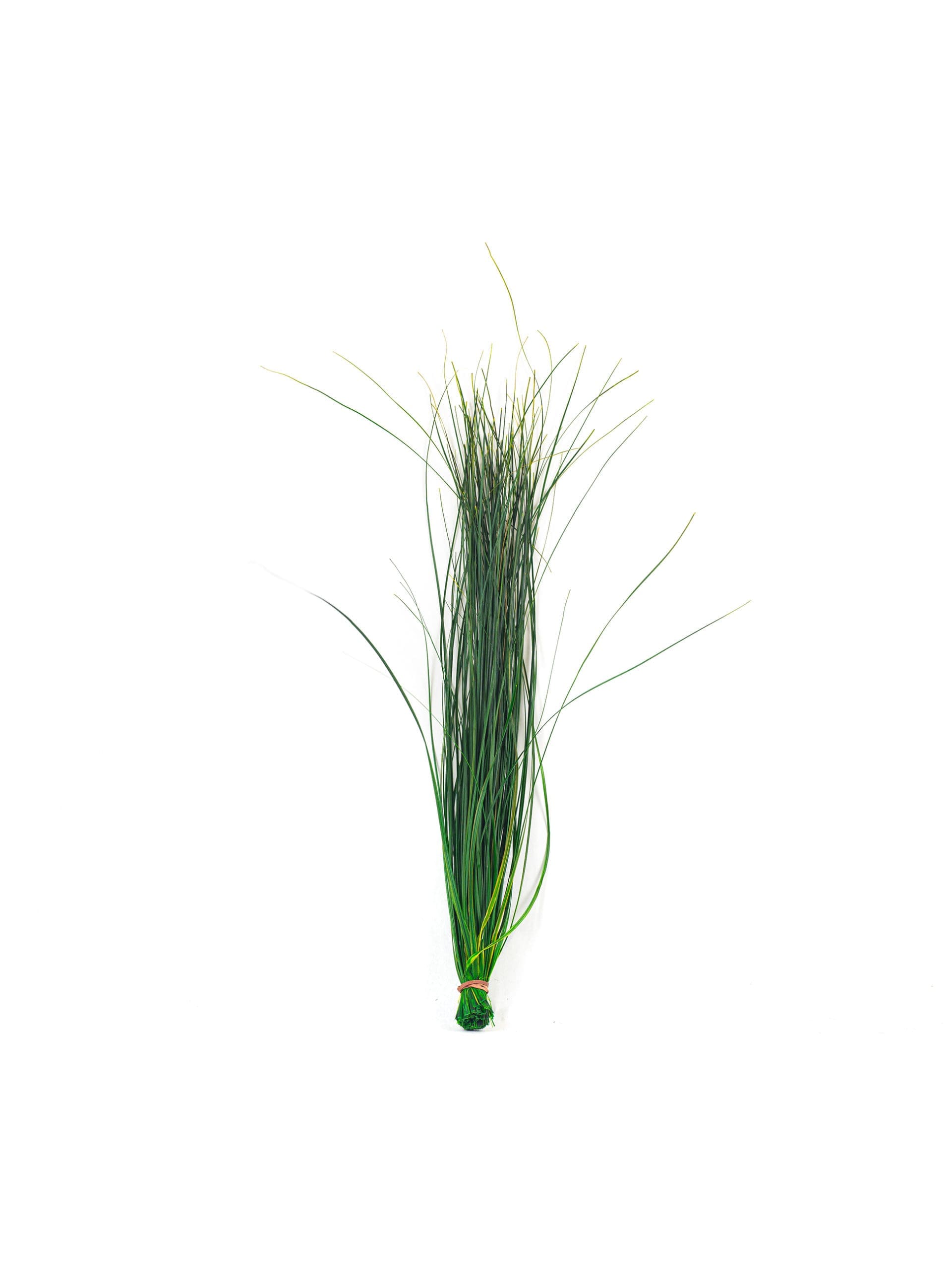 Bear20Grass20Green20RU20Bunch-scaled-1.jpg