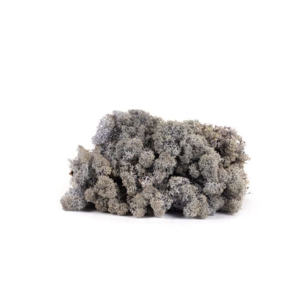 Reindeer Violet NO (9 lbs MB)