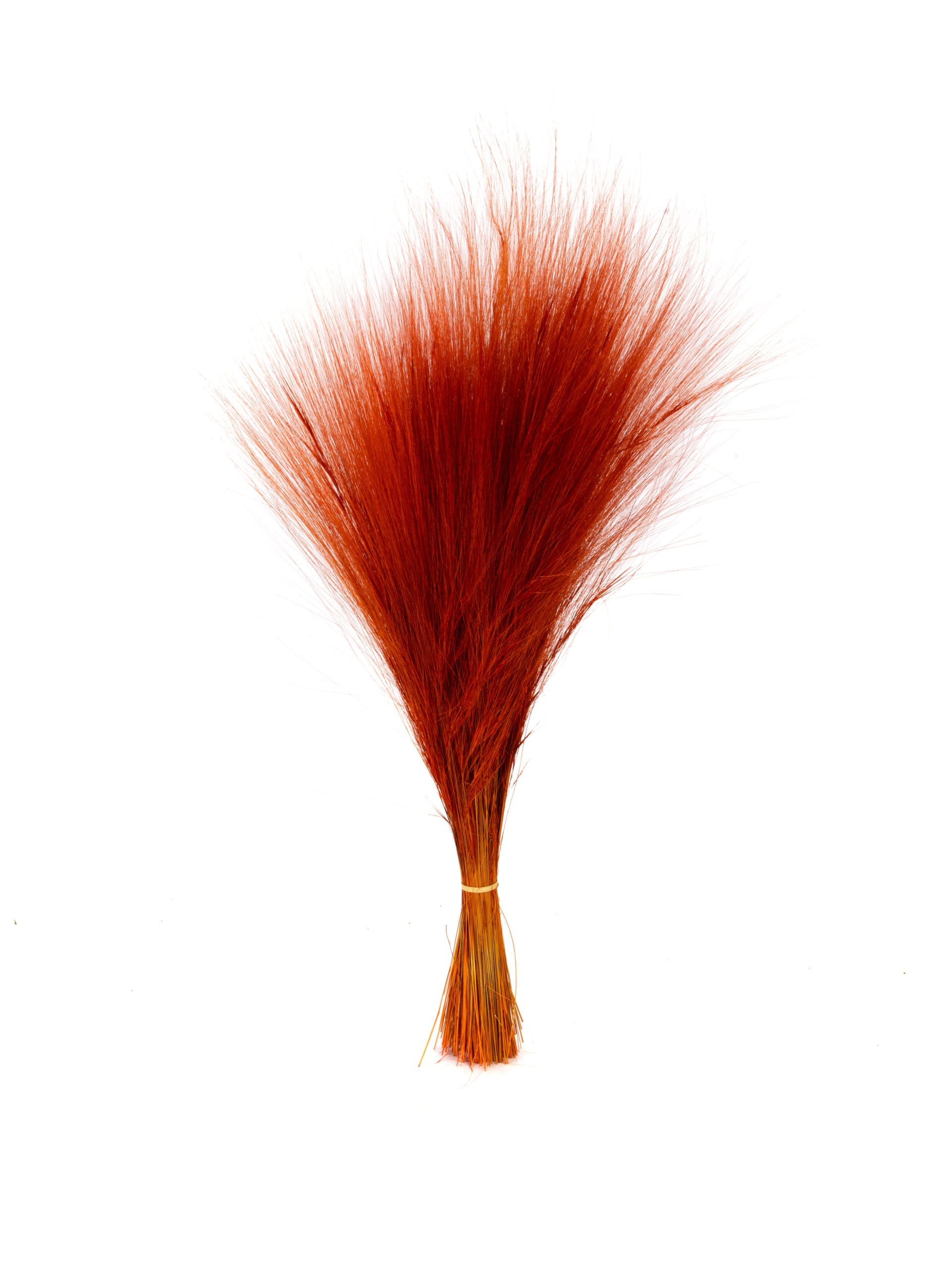 Barba20Orange20NI20Bunch.jpg