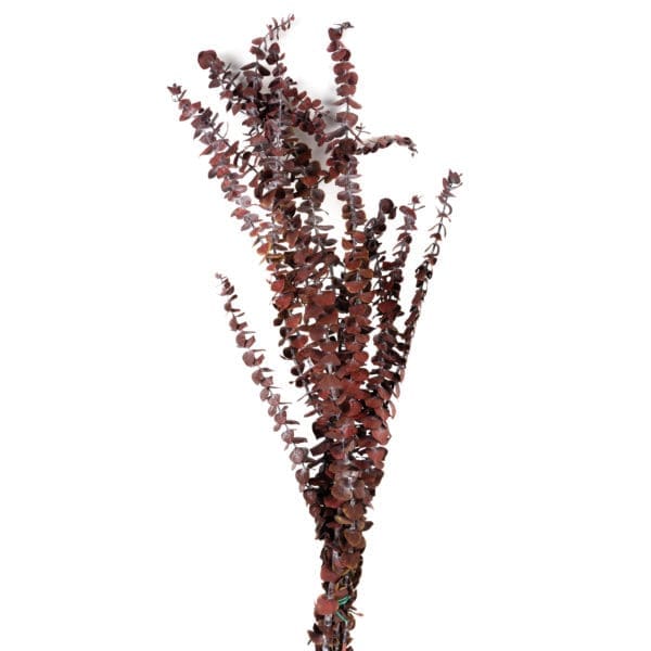 Eucalyptus Baby Gunny Red NI