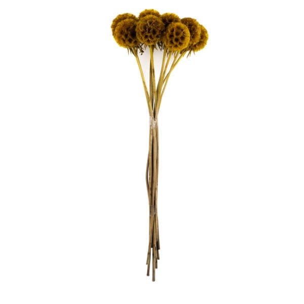 Scabiosa Yellow RU