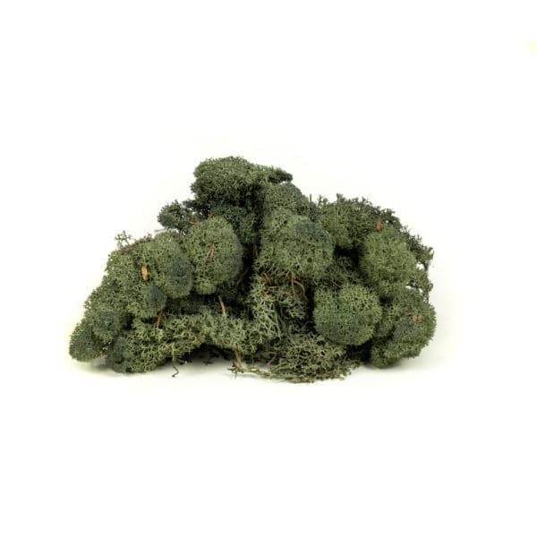 Reindeer Pine Green NO (9 lbs MB)