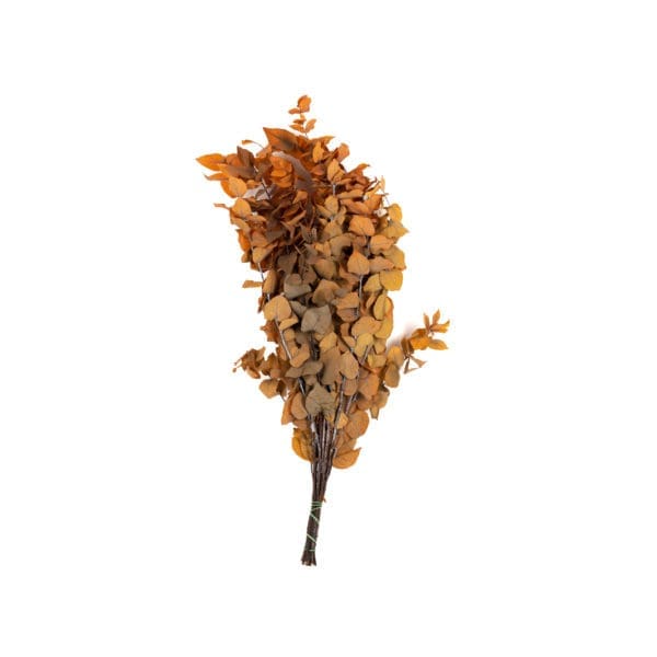 Eucalyptus Stewartiana Orange RU
