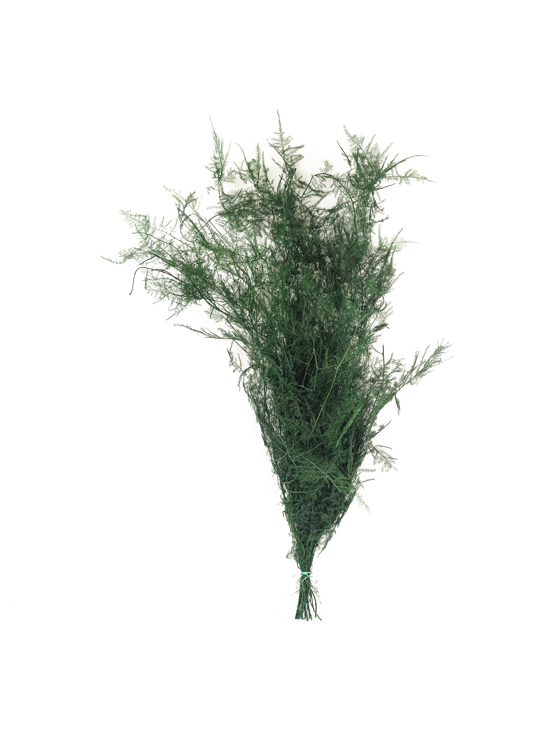 Asparagus20Plumosus20Green20NI20Bunch-scaled-1